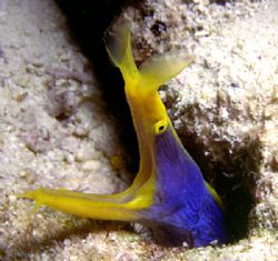 'Blue Ribbon Eel' A somewhat illusive but interesting sub... by Rick Tegeler 
